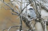 Black-capped Gnatcatcher